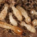 Things You Need to Know about Formosan Termites