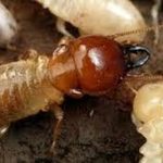 Dampwood Termite Facts you Need to Know About