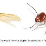 Be Aware of These 4 Differences between Drywood and Subterranean Termite