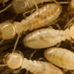 All You Need To Know About Subterranean Termites