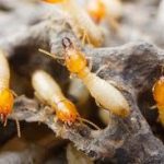 Learn More of Positive Impact of Termite for Nature and Humans