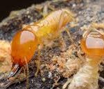 Be Aware of These 4 Negative Impact of Termite