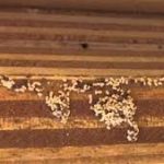 These Are Some Tips for You On Treating Wood to Prevent Termite