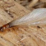 Best treatments for Drywood Termites Infestation