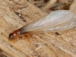 Drywood Termites Infestation, How To Get Rid Of Drywood Termites In Kitchen Cabinets