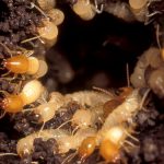 Getting rid of termites effectively