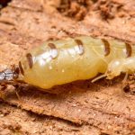 Termite removal service for the termite infestation